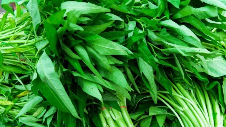 Manfaat Dari Mengkonsumi Sayur Kangkung Yang Perlu Diketahui Bagi